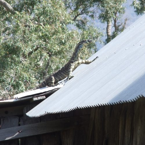 Goanna on tin roof of slab hut in rural Australia