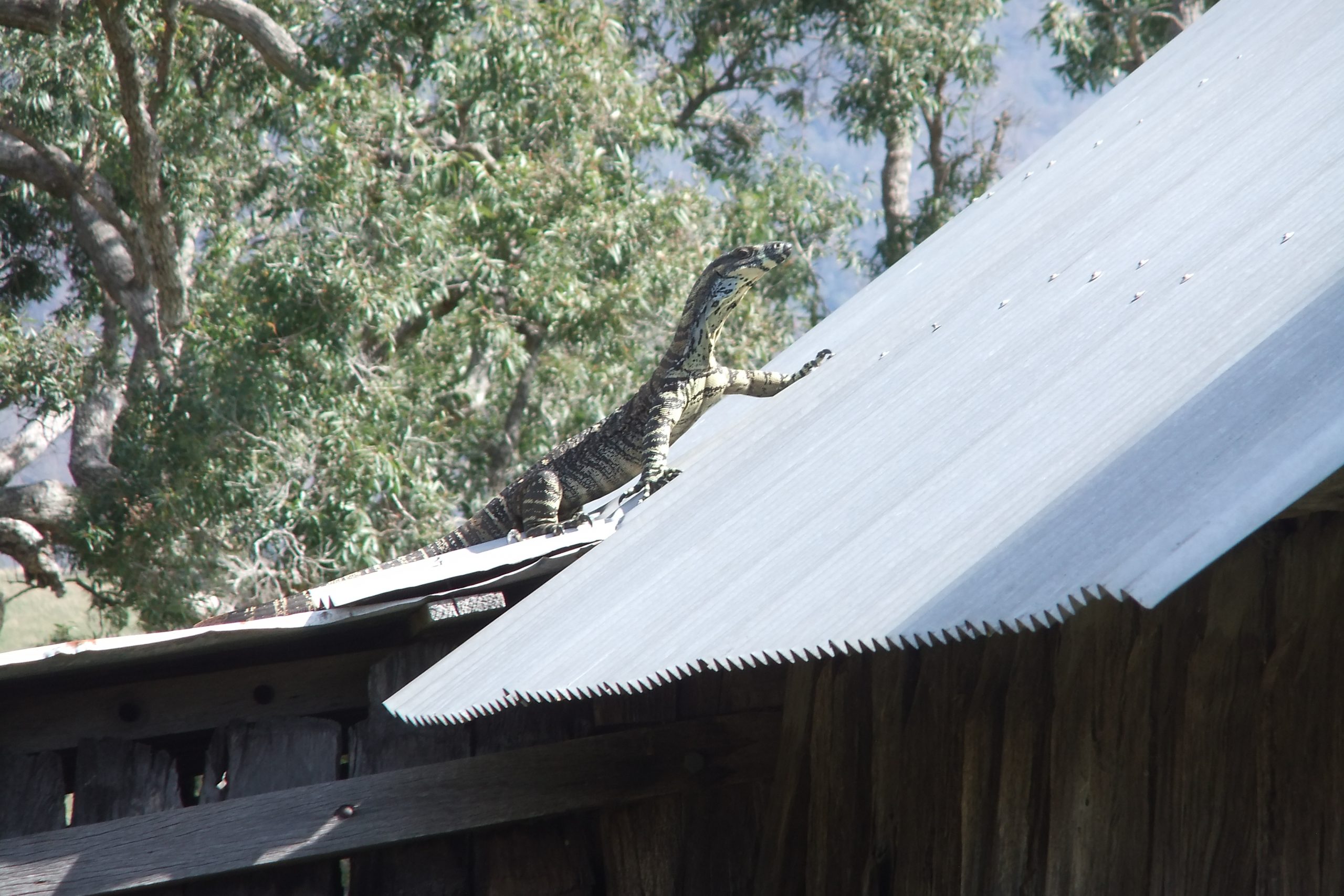 Goanna on tin roof of slab hut in rural Australia